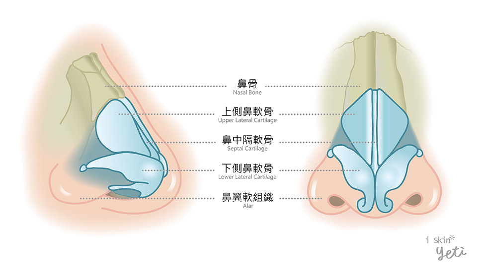 鼻腔分段示意圖