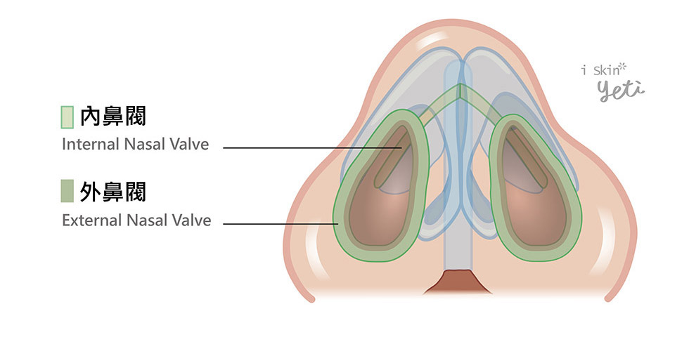 內外鼻閥